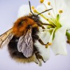 1614682150_blossom-2204795_1920.jpg