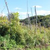 1722515826_sta-zarasčanje.jpg