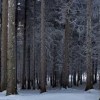 1521626340_zima_gozd.jpg