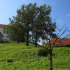 1565017136_cg_cvetlicna_ura.jpg