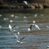 1593243803_cg_ptice_drava_natura_2000.jpg