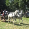 1533812850_em_konjeniske_igre_zavrc.jpg