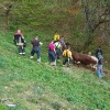 1587046039_mz_kravica3.jpg