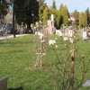 1553613524_mz_magnolije.jpg