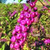1565270554_sm-_navadna_barvilnica_(zarja).jpeg
