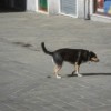 1496081944_sm-pes-_malo_obrezi_ozadje.jpg