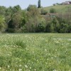 1587648021_sd-travinje.jpg