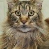 1496050056_41t-veterinar-repelentna_ovratnica.jpg