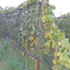 1632142145_mh-mestni_vinograd_zlata_trsna_rumenicaa.jpg