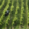 1527669895_cg_vinograd.jpg
