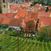 1656334441_cg_mestni_vinograd_1.jpg