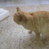 1539272577_veterinar-mačka.jpg