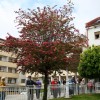 1592483630_dz-starostniki.jpg