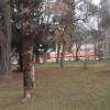 1482316253_mv-kip_pucnik.jpg