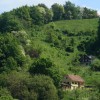 1537367370_cg_haloska_drevesa.jpg