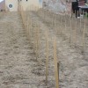 1526809032_ml-mestni_vinograd.jpg