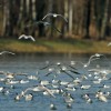 1584626700_cg_drava_galebi_1.jpg