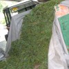 1551719146_vb_grozdje_(media24).jpeg