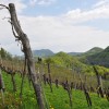 1539270396_mv-sredstva_za_vinogradnike.jpg