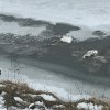 1485857838_labodi_drava.jpg