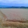 1530794190_mv-odkupne_cene_psenice_1.jpg