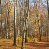 1637855714_sd-teden_gozdov.jpg