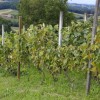 1630934524_sd-vinska_letina.jpg