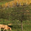 1510331044_cg_kmetijstvo.jpg