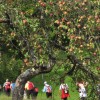 1621578510_sadovnjak,_kozjanski_park,_bp.jpg