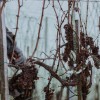 1611237937_ledeno_vino.jpg