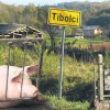 1699532172_tibolci_pujsi.jpg