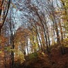 1642685669_sd-gozdni_genski_viri.jpg