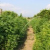 1465201828_marihuana.jpg