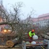 1515917418_cg_trznica_drevesa_2.jpg