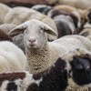 sheep-4810513_1280.jpg