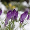 purple-crocuses-7856702.jpg