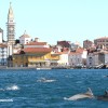 piran, delfini