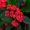 Euphorbia mili var. Splendens2.jpg