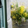 mimoze