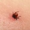 klop, klopni meningoencefalitis (3).jpg