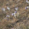 Sentjur_Tour_velikonocnica_Boletina_Ponikva_rastisce_Pulsatilla_Grandis_narava_os_6_b.jpg