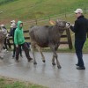 govedo-rjave-pasme, razstava-in-ocenjevanje, grm-novo-mesto