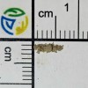 fentanil drogart.jpg