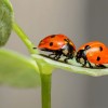 pikapolonica-ladybugs-1593406.jpg