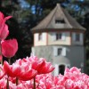 Otok-Mainau-©-Insel-Mainau-_1115x560_acf_cropped.jpg