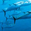 tuna-1-scaled_1115x560_acf_cropped.jpg