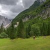 Planica, tamar.jpg