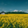 simbolična, narava, pomlad, poletje