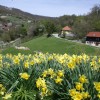 narcise, sromlje, turisticno-drustvo-sromlje