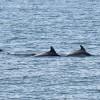 delfin